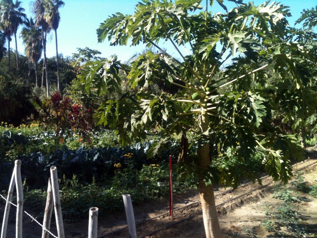 Ranch for sale in Los Cabos Mexico