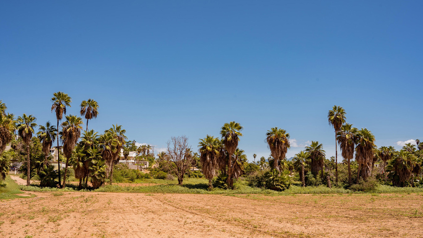 Palm groves and mountain views in Pescadero Baja
