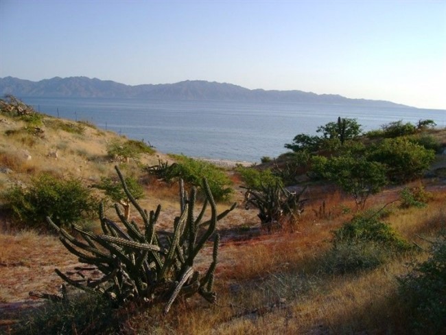 Opportunity: Beachfront Land Deal in La Ventana, Baja Sur, Mexico